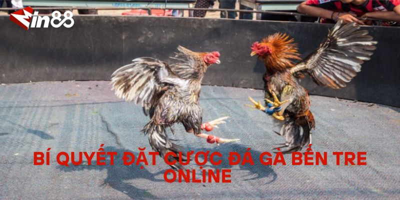 Đá Gà Bến Tre Online – Trải Nghiệm Đá Gà Đặc Sắc Từ Miền Tây Bí Quyết Đặt Cược Đá Gà Bến Tre Online Dành Cho Người Mới