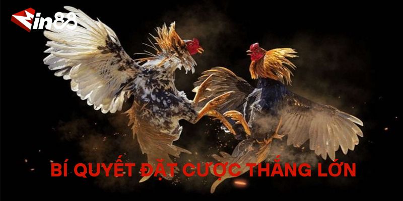 Bí Quyết Đặt Cược Thắng Lớn Cho Người Mới Tại Đá Gà MIN88
