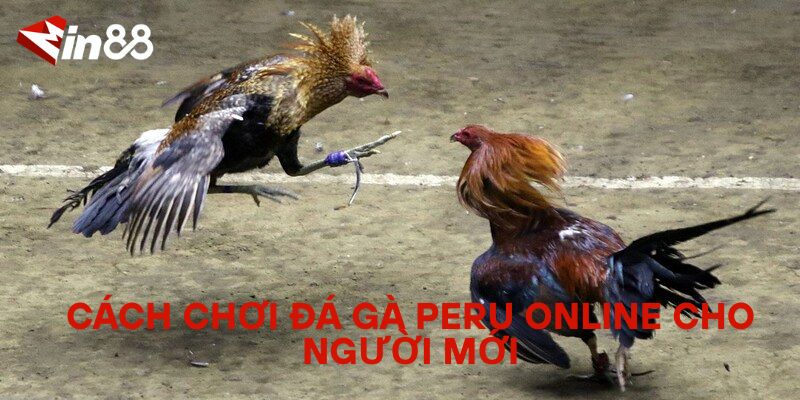 Đá Gà Peru Online – Trải Nghiệm Sân Chơi Đá Gà Quốc Tế Cách chơi đá gà Peru online cho người mới