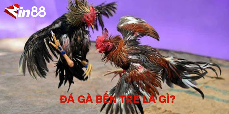 Đá Gà Bến Tre Online – Trải Nghiệm Đá Gà Đặc Sắc Từ Miền Tây Đá Gà Bến Tre Là Gì?