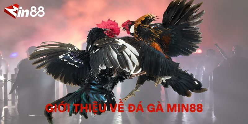 Giới Thiệu Về Đá Gà MIN88