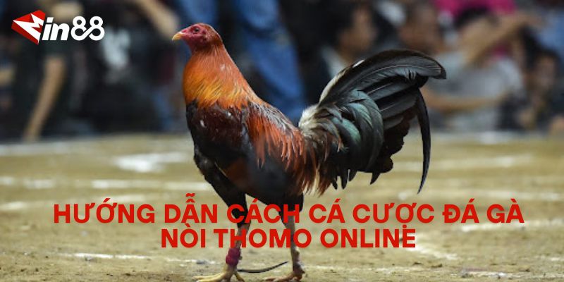 Hướng Dẫn Cá Cược Đá Gà Nòi Thomo An Toàn Và Uy Tín Hướng dẫn cách cá cược đá gà nòi Thomo online