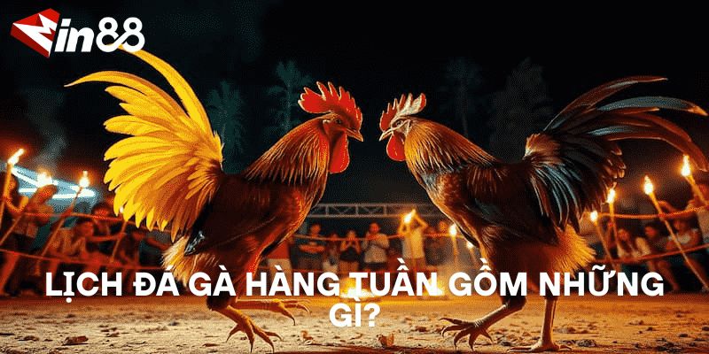 Lịch Đá Gà Hàng Tuần – Theo Dõi Các Trận Đá Gà Nóng Nhất Lịch đá gà hàng tuần gồm những gì?