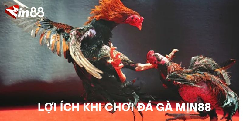 Lợi Ích Khi Chơi Đá Gà MIN88
