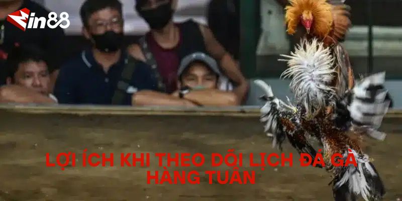 Lịch Đá Gà Hàng Tuần – Theo Dõi Các Trận Đá Gà Nóng Nhất Lợi ích khi theo dõi lịch đá gà hàng tuần