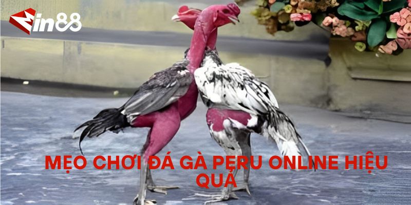 Đá Gà Peru Online – Trải Nghiệm Sân Chơi Đá Gà Quốc Tế Mẹo chơi đá gà Peru online hiệu quả