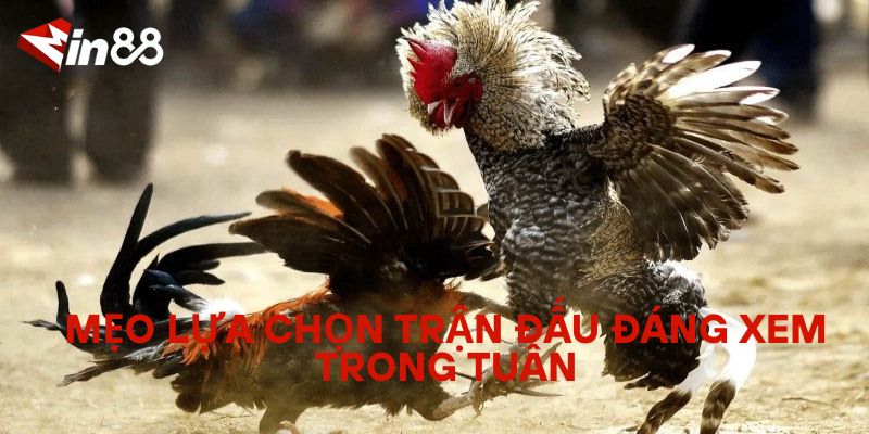 Lịch Đá Gà Hàng Tuần – Theo Dõi Các Trận Đá Gà Nóng Nhất Mẹo lựa chọn trận đấu đáng xem trong tuần