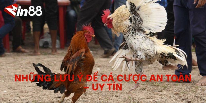 Hướng Dẫn Cá Cược Đá Gà Nòi Thomo An Toàn Và Uy Tín Những lưu ý để cá cược an toàn – uy tín