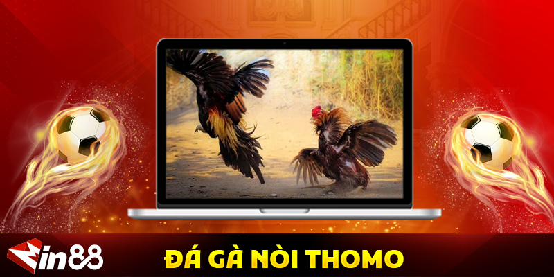 Hướng Dẫn Cá Cược Đá Gà Nòi Thomo An Toàn Và Uy Tín